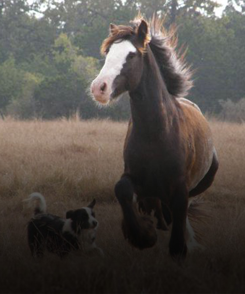 equineassitedlearning